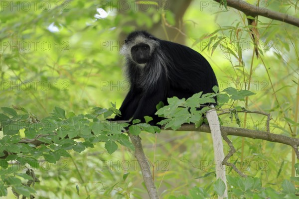White-bearded snub-nosed monkey (Colobus polykomos), adult, sitting, on tree, foraging, alert