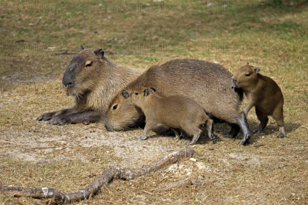 Capybara (Hydrochoerus hydrochaeris), capybara, adult, female, mother, young, on land, group,