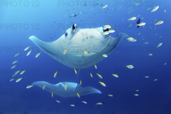 Two reef manta rays (Mobula alfredi) stingrays or whiptail rays (Dasyatidae) swimming through a