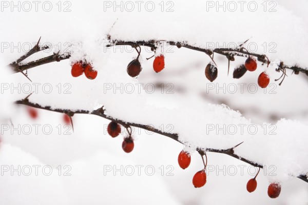 Barberry with snow, winter, Germany, Europe