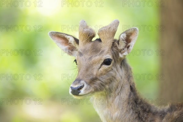 Fallow deer (Dama dama) buck, portrait, in a forest, Bavaria, Germany, Europe