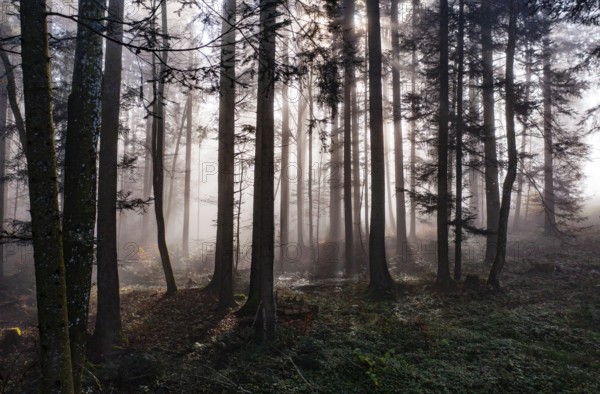 Morning fog in the backlight in the forest, Mondsee, Mondseeland, Salzkammergut, Upper Austria,