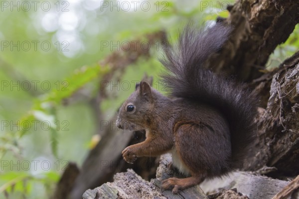 One Red squirrel or Eurasian red squirrel (Sciurus vulgaris) feeding on peanut. Trees in the
