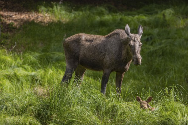 One adult female moose or elk, Alces alces, with two baby moose (19 days old, born May 8, 2020)
