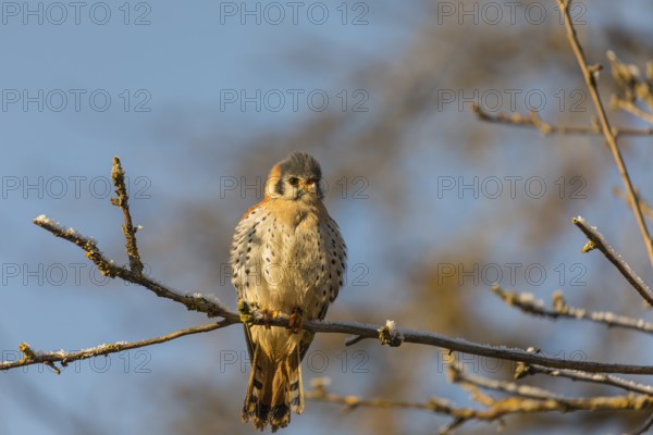 One American kestrel (Falco sparverius) sitting on a twig in early morning light with a blue sky in