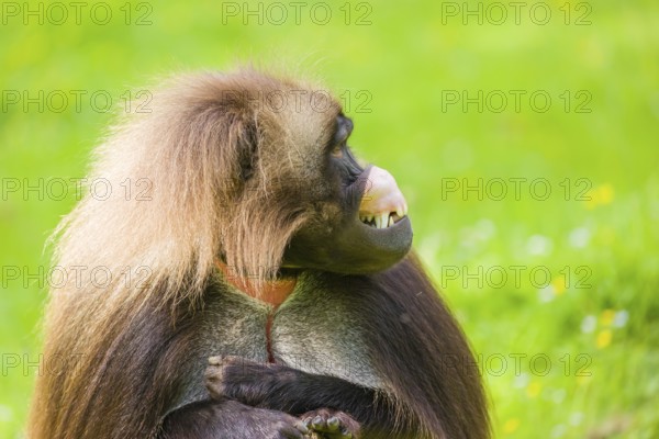Portrait of an adult male Gelada (Theropithecus gelada), or bleeding-heart monkey, resting on a