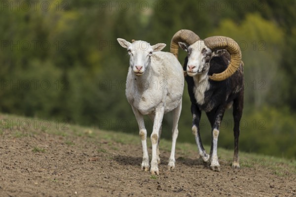 One male snow sheep (Ovis nivicola), or Siberian bighorn sheep checks the readiness of a goat to