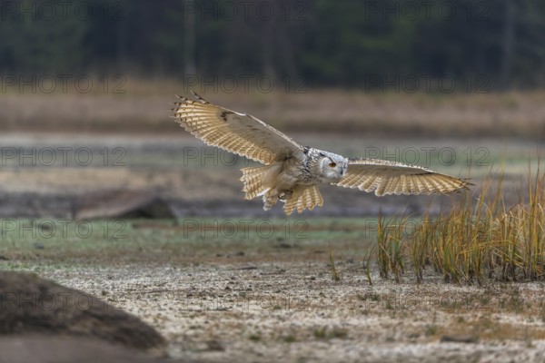 One Siberian Eagle Owl (Bubo bubo sibiricus) flying over a dry lakeshore on an autumnal misty cold