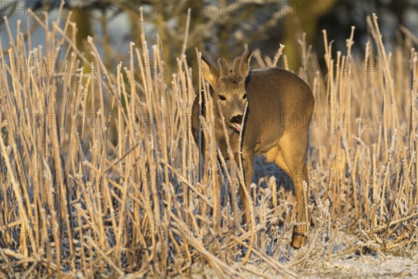 Roe deer standing in hoar frosted dead stinging nettle at minus 15 °C at sunrise. Licking off the