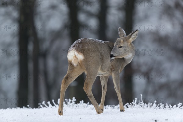 Roe deer standing in hoar frosted dead stinging nettle at minus 15 °C. Trees in background