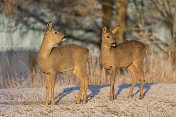 Roe deer on hoar frosted meadow at minus 15 °C at sunrise. Trees and dead stinging nettle in