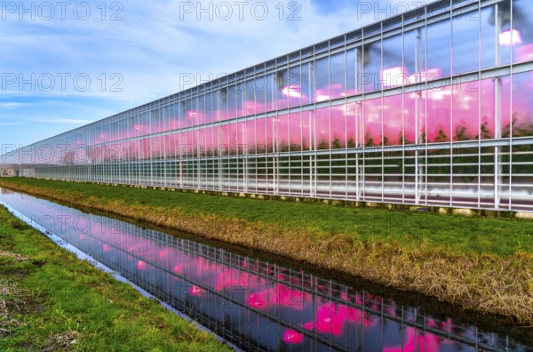 Large greenhouses for cucumbers and strawberries, over 10 hectares, the plants are artificially