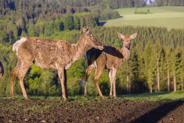 One female Altai maral, Altai wapiti or Altai elk (Cervus canadensis sibiricus) stands together
