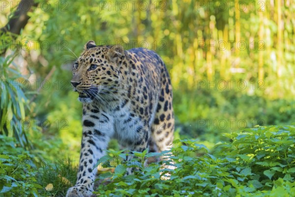 One Amur leopard (Panthera pardus orientalis) walks through green vegetation