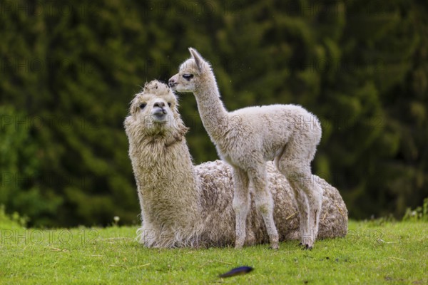 One white female Alpaca (Vicugna pacos) lies a on a fresh green meadow, one young stands next to