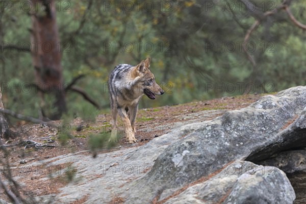One young male eurasian gray wolf (Canis lupus lupus) running thru a forest with rocks and heather.