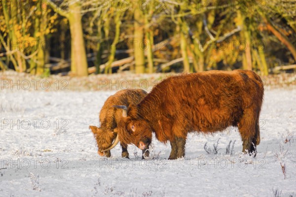 A highland cow (Bos primigenius taurus) and her calf stand at the edge of a forest on a