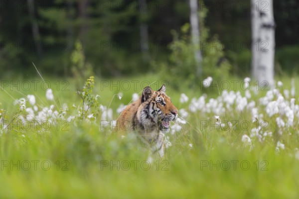 One young female Siberian Tiger, Panthera tigris altaica, standing in tall cottongrass. Early