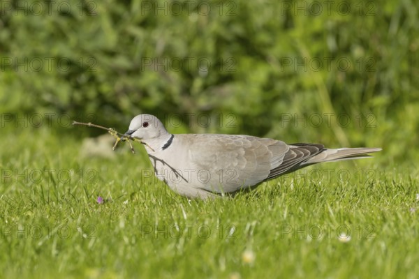 Collared dove (Streptopelia decaocto) adult bird collecting a stick for nesting material from a