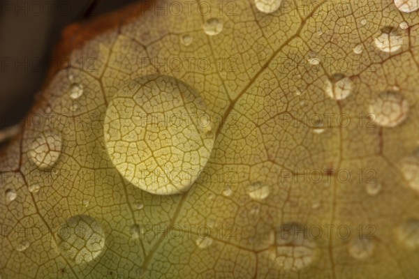 Water dripping on a leaf in autumn. Bas rhin Alsace, France, Europe