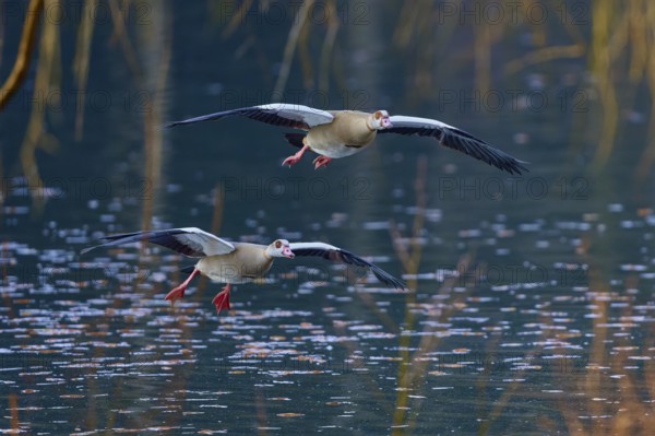 Egyptian goose (Alopochen aegyptiaca), two Egyptian geese flying synchronised over a body of water,