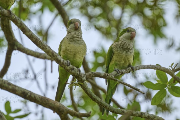 Monk parakeet (Myiopsitta monachus), two parrots sitting on a branch in a natural environment full