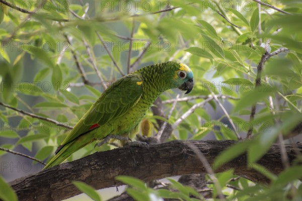 Free-living blue-fronted amazon (Amazona aestiva) in a public park in Buenos Aires, Argentina,