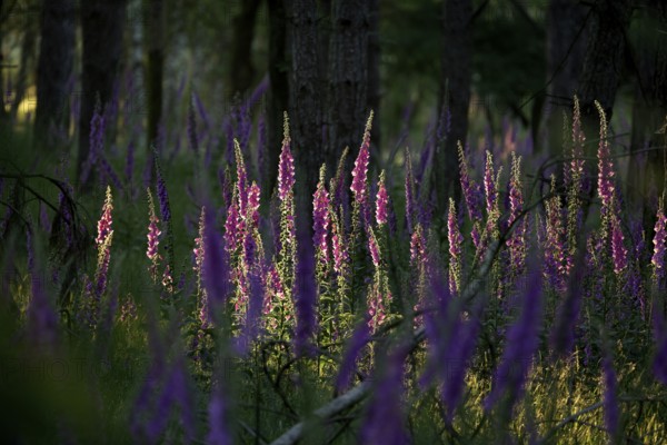 Sunlit Common foxglove (Digitalis purpurea) in the forest, Lower Rhine, North Rhine-Westphalia,