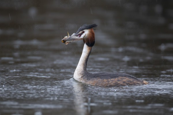 Great crested grebe (Podiceps cristatus) adult bird on a lake with a Bullhead fish in its beak,
