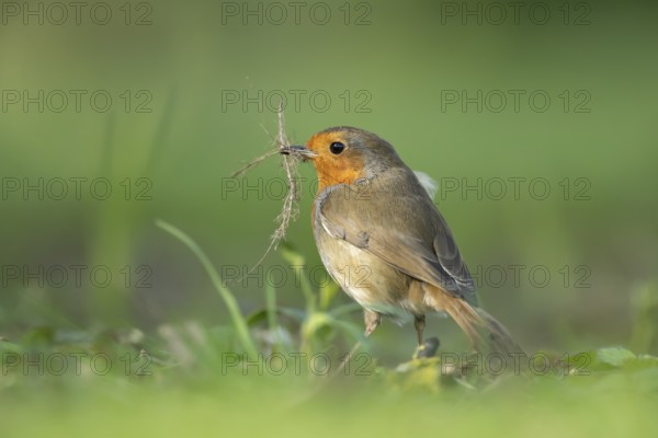 European robin (Erithacus rubecula) adult bird in a garden with nesting material in its beak in the