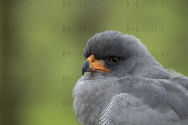 Pale chanting goshawk (Melierax canorus) adult bird of prey head portrait, England, United Kingdom