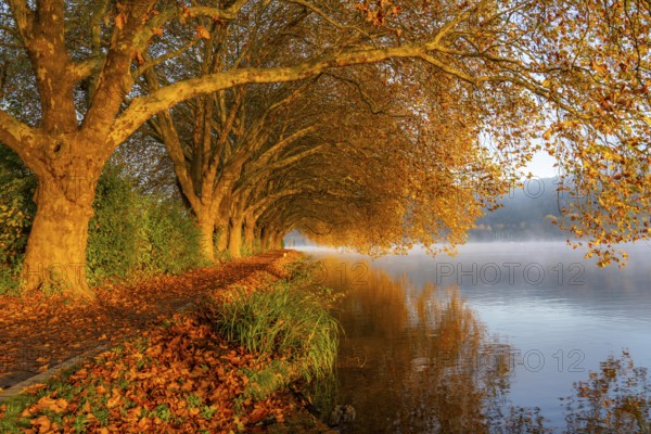 Autumn colours on the Platanen Allee, Hardenberg Ufer, lakeside path on Lake Baldeney, near Haus
