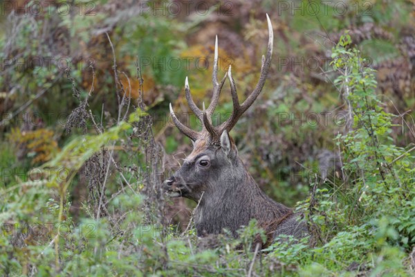 A sika deer stag (Cervus nippon) rests in hilly terrain in a clearing overgrown with ferns
