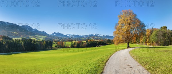 Field path through green meadows with solitary lime tree in autumn, behind the Chiemgau Alps,