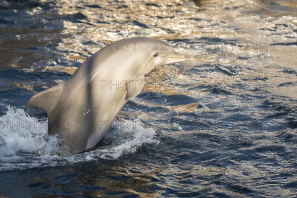 Common bottlenose dolphin (Tursiops truncatus) or Atlantic bottlenose dolphin playing in the water,