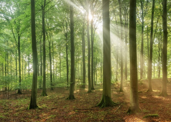 The sun shines through a near-natural beech forest (Fagus sp.) with morning mist, Stubnitz forest
