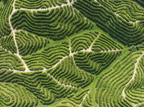 Cultivated orange trees (Citrus sinensis) and network of agricultural roads. Aerial view. Drone