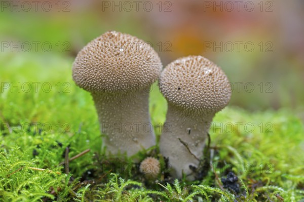 Bottle bovist (Lycoperdon perlatum) in forest in autumn, fall