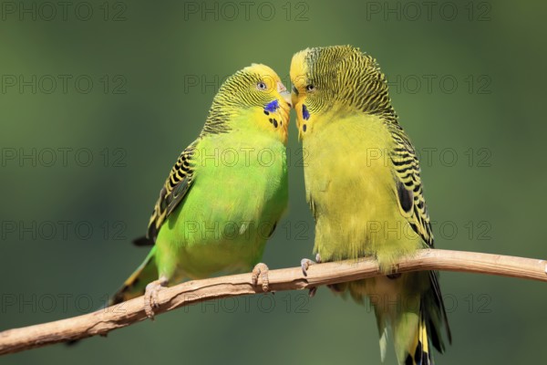 Budgerigar (Melopsittacus undulatus), adult, pair, male, female, two, in perch, courtship, social