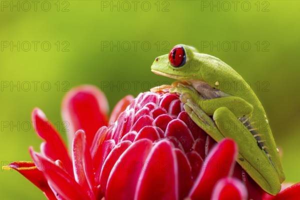 Red-eyed tree frog (Agalychnis callidryas), frogs (Rana), Costa Rica, Central America