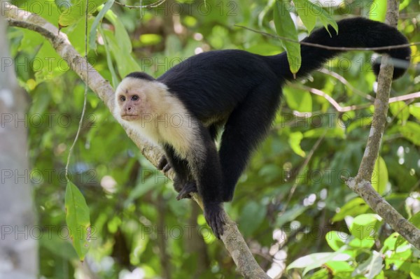 White-shouldered capuchin monkey (Cebus capucinus) Costa Rica
