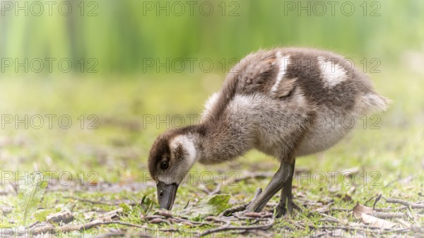 Nile goose chicks (Alopochen aegyptiaca) running through grass and branches, foraging, feeding from