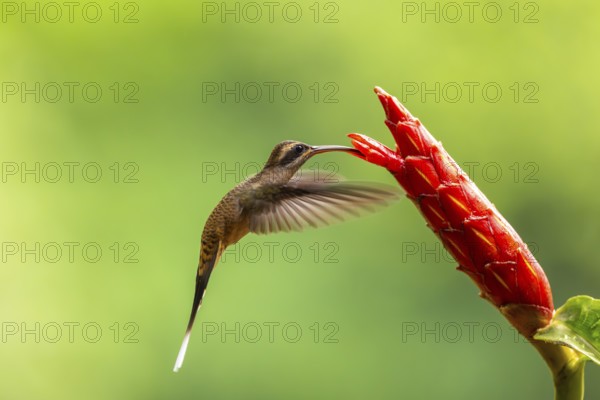 Long-billed Shadow Hummingbird (Phaethornis longirostris), Hummingbird (Trochilidae), Swiftbirds