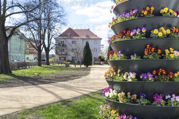 Planting with pansies (viola) in a cascade flower pot, in the background the park on Bahnhofstraße,