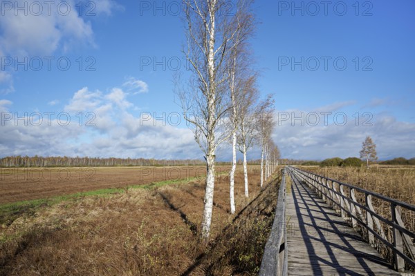 Federsee lake footbridge, Federsee nature reserve, UNESCO World Heritage Site, Bad Buchau, Upper