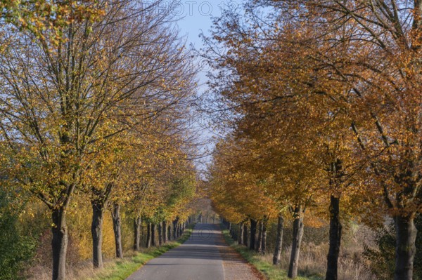 Autumnal lime tree avenue (Tilia), Brützkow, Mecklenburg-Vorpommern, Germany, Europe