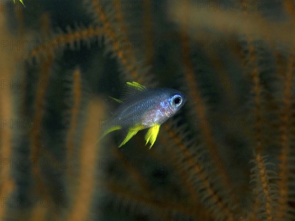A small fish with yellow fins, Golden damselfish (Amblyglyphidodon aureus) juvenile, swimming near
