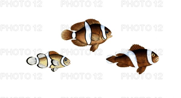 Fish, fish, top: Genus of bannerfish, Anthias polymna, the white band. below, Genus of bannerfish,