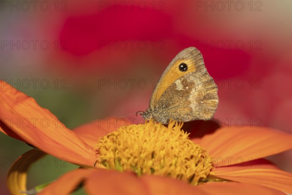 Gatekeeper butterfly (Pyronia tithonus) adult insect feeding on a garden Mexican sunflower flower