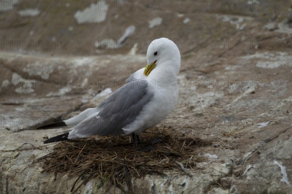 Black-legged kittiwake (Rissa tridactyla) adult sea bird on a nest on a cliff, England, United